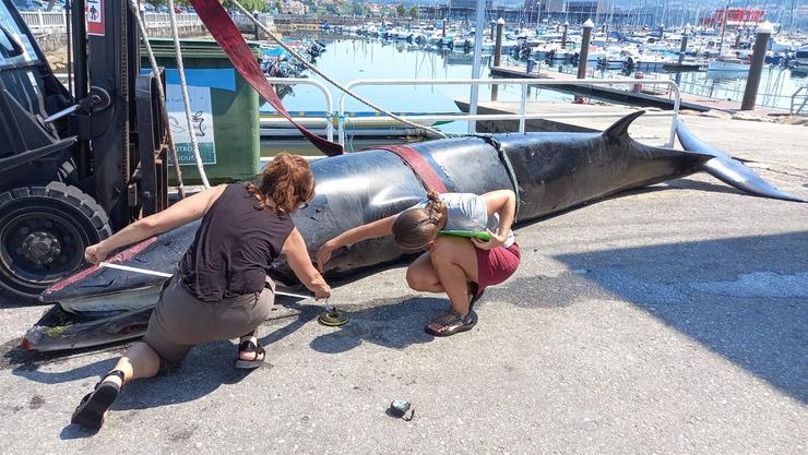Morre unha balea varada no porto de Combarro, no interior da ría de Pontevedra / Policía Local de Poio