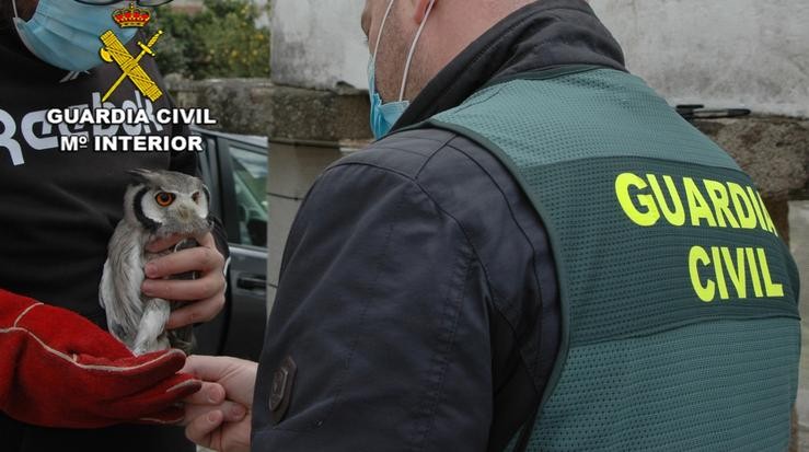 Nota De Prensa Operación Pihuela (Tráfico Ilegal De Aves Rapaces). GARDA CIVIL / Europa Press