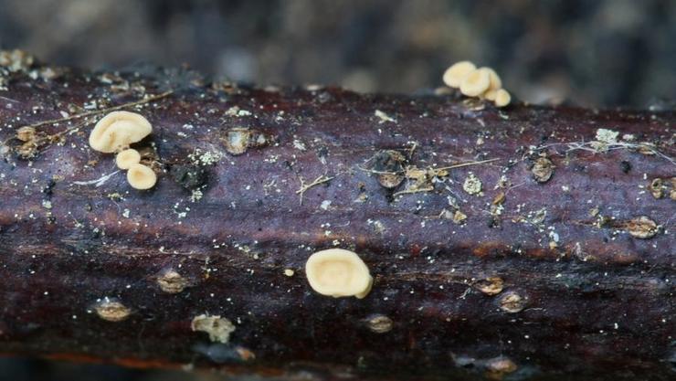 Nova especie de fungo localizada na illa de Cortegada 