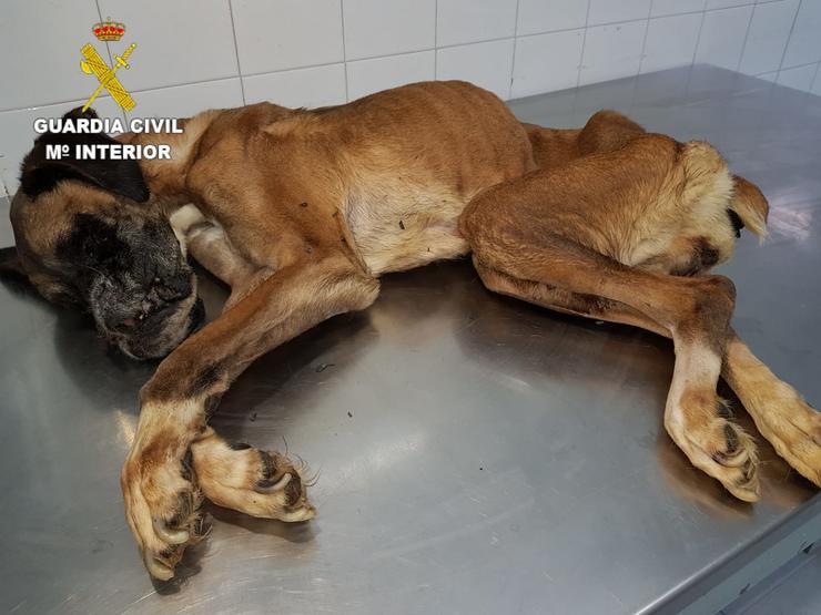 Unha cadela foi abandonada ata morrer desnutrida nun novo caso de maltrato animal 