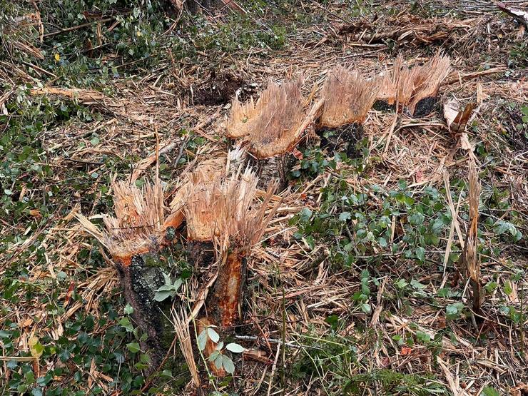 Denuncian un novo arboricidio en Ourense 