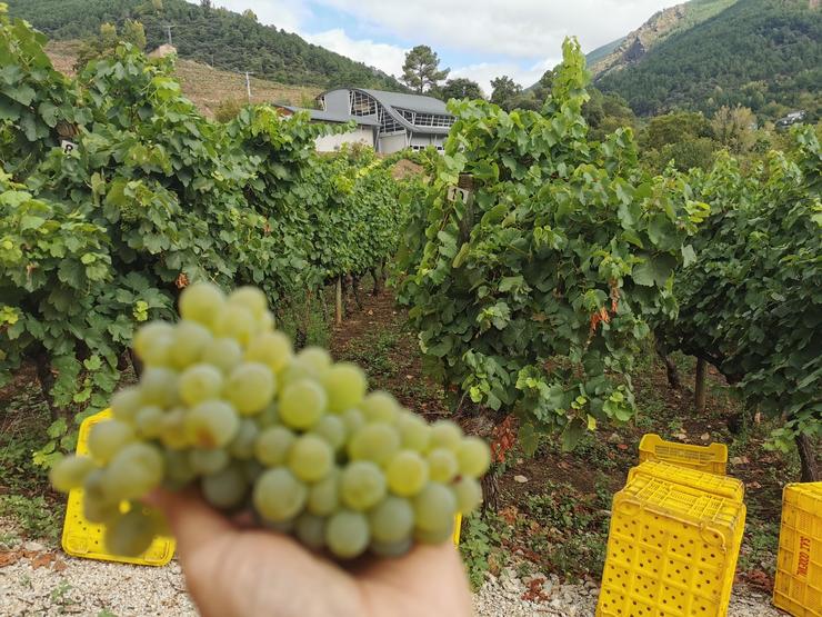 Acio de uvas nunha viña da D.O. Valdeorras. Foto: Prensa CRDO Valdeorras.