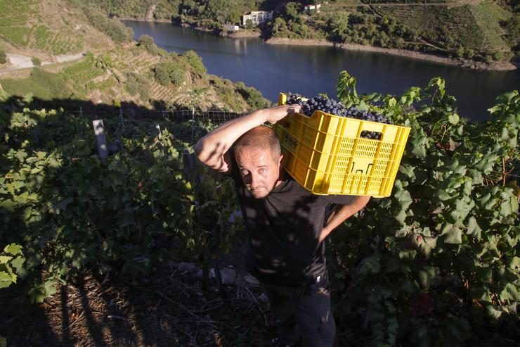 Vendima na Ribeira Sacra. / Carlos Castro - Europa Press.