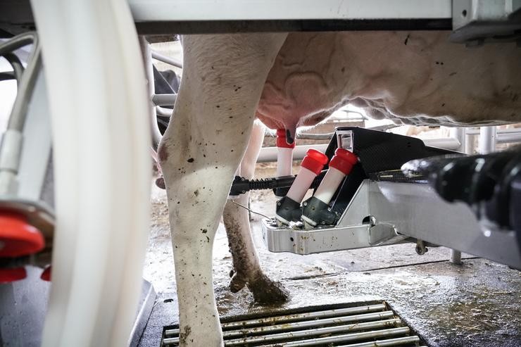 Arquivo - Unha máquina de ordeño ordeña a unha vaca na granxa Lacturale, a 3 de abril de 2022, en Etxebarri, Navarra, (España). O grupo Sociedade Agraria de Transformación (S.A.T.) Lacturale é un proxecto de gandeiros de Navarra que ten como obxectivo. Iñaki Berasaluce - Europa Press - Arquivo