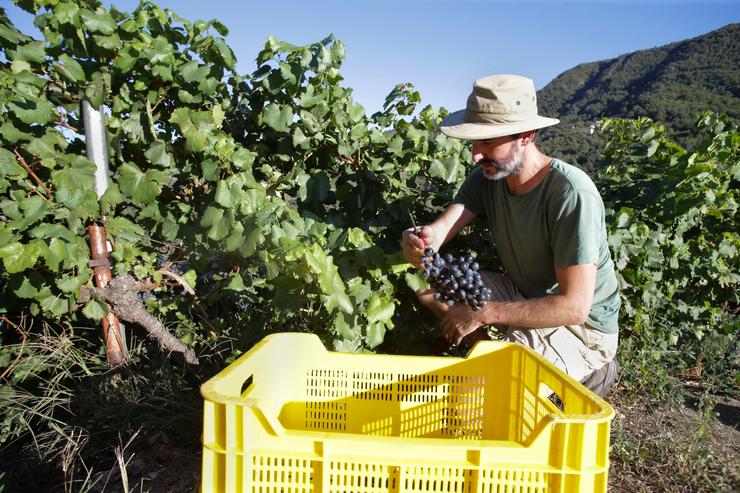 Arquivo - Un vendimiador e colleiteiro recolle acios de garnacha, a 9 de setembro de 2022, na Ribeira Sacra. Carlos Castro - Europa Press - Arquivo