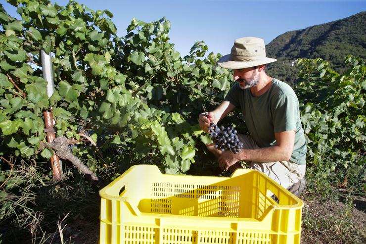 Arquivo - Un vendimiador e colleiteiro recolle acios de garnacha, a 9 de setembro de 2022, na Ribeira Sacra, Sober, Lugo, Galicia (España). Este ano o groso da vendima previu unha menor produción respecto dos 73 millóns de quilos de uva de. Carlos Castro - Europa Press - Arquivo 