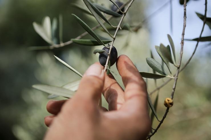 Un home colle unha oliva dunha rama dunha oliveira durante o comezo da recollida cultiva en Quiroga / Carlos Castro