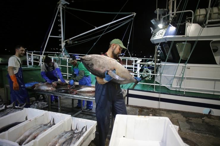 Os mariñeiros do barco e os traballadores da lonxa descargan as pezas do túnido durante unha descarga de bonito no Porto de Burela, a 15 de xuño de 2023, en Burela / Carlos Castro - Europa Press - Arquivo