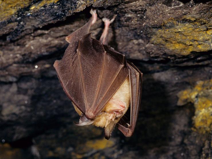 Morcegos de 26 especies viven en centrais hidroeléctricas de Endesa en cinco CCAA.. ENDESA / Europa Press