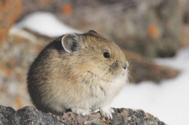 Pica americana (ochotona) 