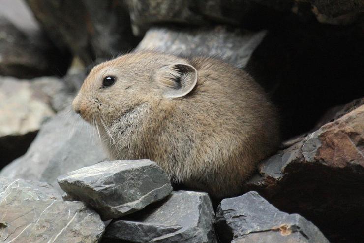 Pica americana (ochotona) / Wikipedia