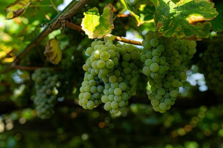 Varias uvas colgando dunha parra nunha das leiras da adega Señorío de Sobral