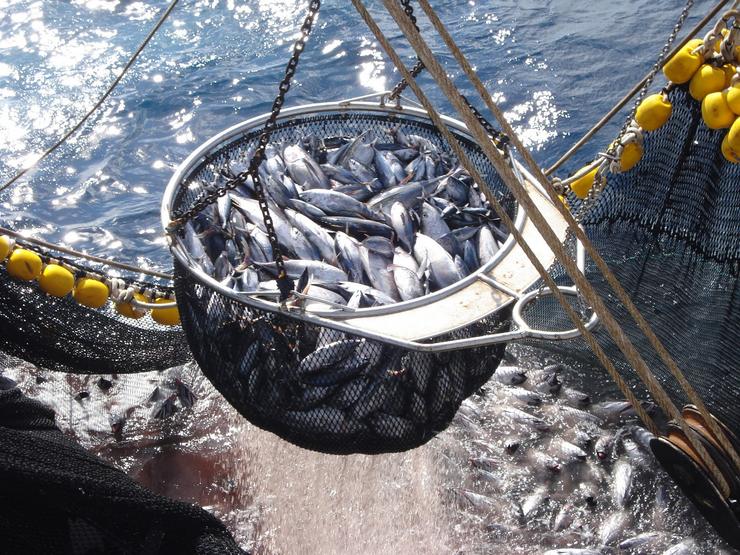 Capturas de atún dun barco pesqueiro en alta mar 