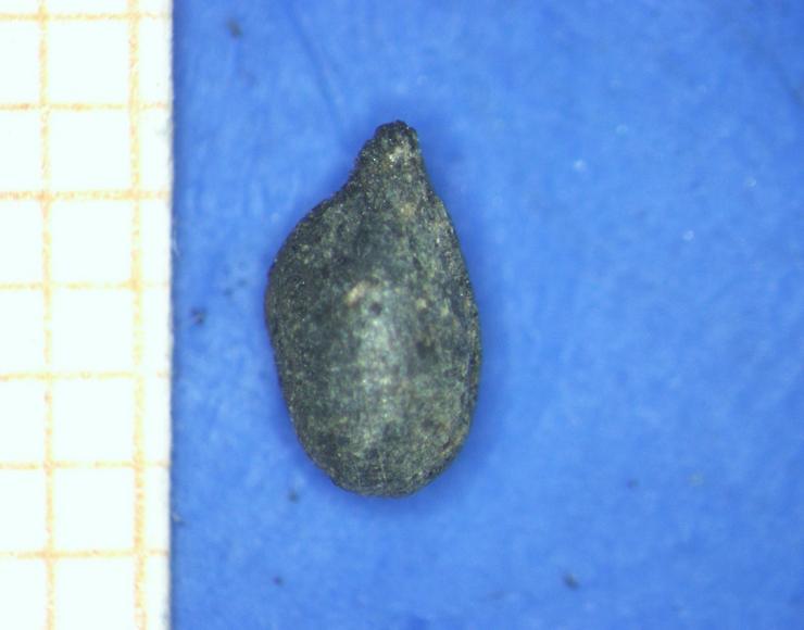 Imaxe da semente de vide atopada en Valencia do Sil/ sputnik labrego