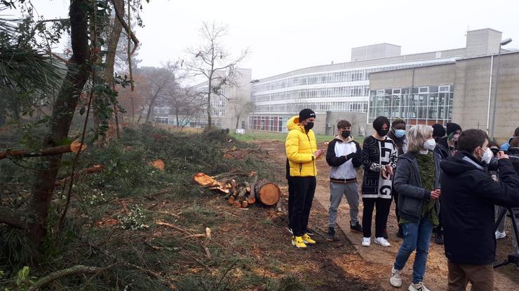 Arboricidio na Facultade de Laborais de Ourense 