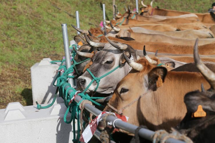 Vacas durante a terceira edición da Feira en Defensa do Gando de Montaña, a 13 de maio de 2023, en Cervantes 