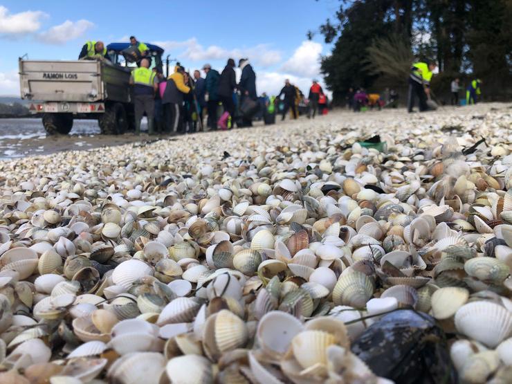 Marisco chegado á praia de Testal, en Noia / Manuel María Candamo