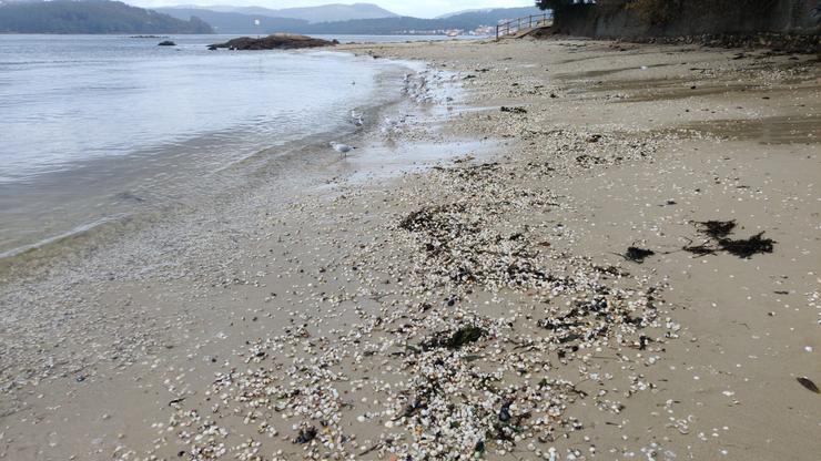 Marisco na praia de Testal, en Noia, tras o paso da borrasca Domingos 