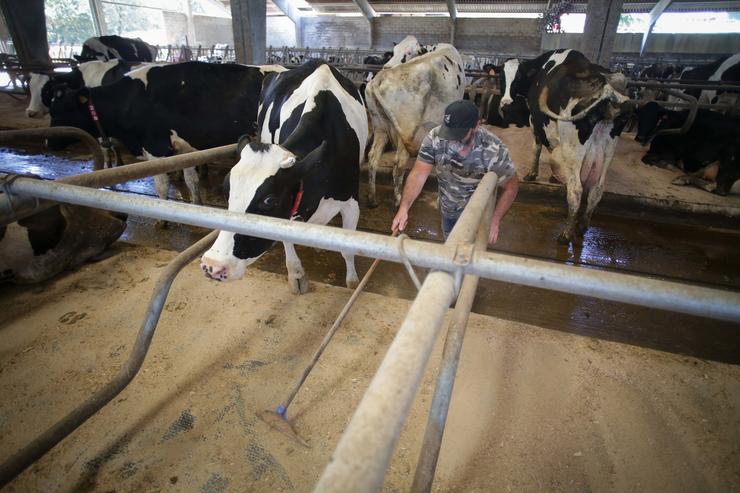 Un gandeiro xunto a vacas dunha gandaría de lácteo./ Carlos Castro 