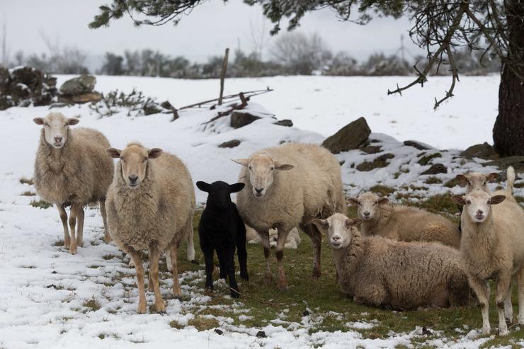 Arquivo - Ovellas nun campo cuberto de neve, a 24 de febreiro de 2023, na Fonsagrada, Lugo, Galicia (España). O anticiclón e a borrasca que se atopan sobre a península crearon un corredor de aire frío de orixe polar marítimo. Isto ha provoc. Carlos Castro - Europa Press - Arquivo 