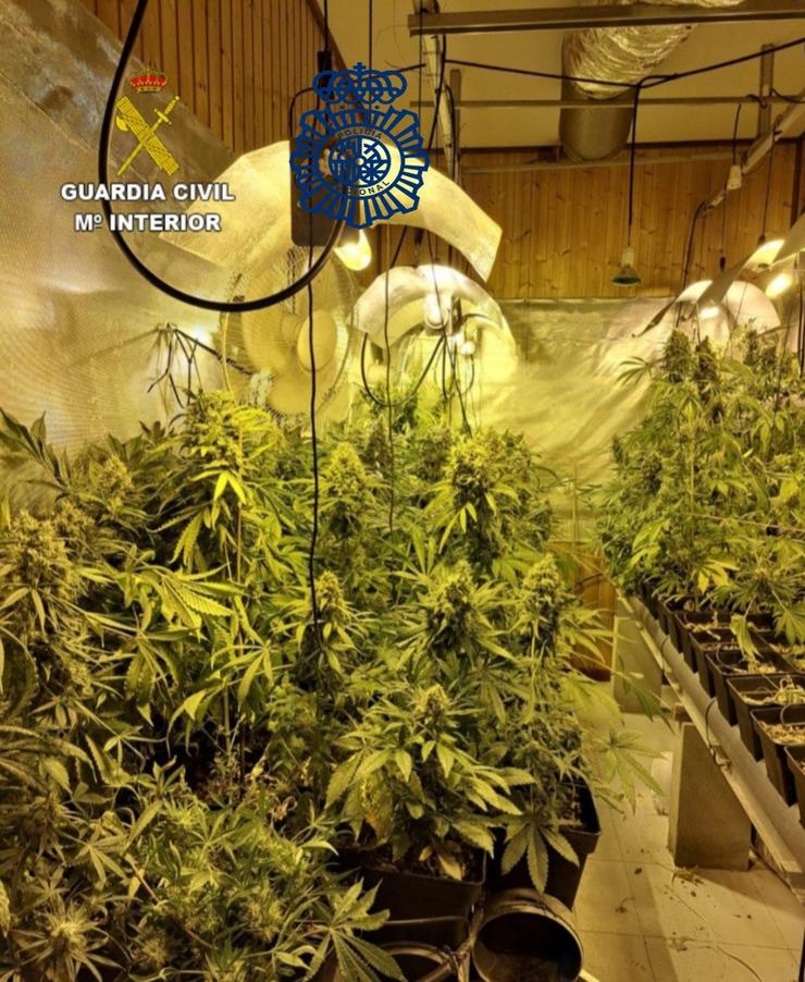 Imaxe dunha plantación de marihuana.. POLICÍA NACIONAL E GARDA CIVIL / Europa Press