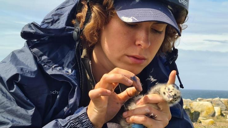 Susana Cortes, investigadora de predoutoramento do grupo de Ecoloxía Animal do CIM realizando o estudo sobre os factores ambientais que afectan ao desenvolvemento da gaivota patiamera na illa de Sálvora / UVigo