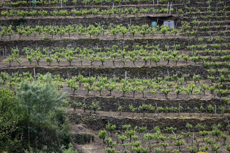 Arquivo - Bancales de viticultura heroica durante o traxecto do catamarán do Sil pola Ribeira Sacra, a 28 de abril de 2023, en Monforte de Lemos, Lugo, Galicia.. Carlos Castro - Europa Press - Arquivo / Europa Press