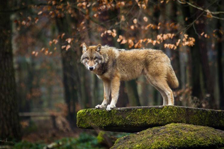 Imaxe dun lobo.. CEDIDA POR UNIVERSIDADE COMPLUTENSE DE MADRID (UCM) 