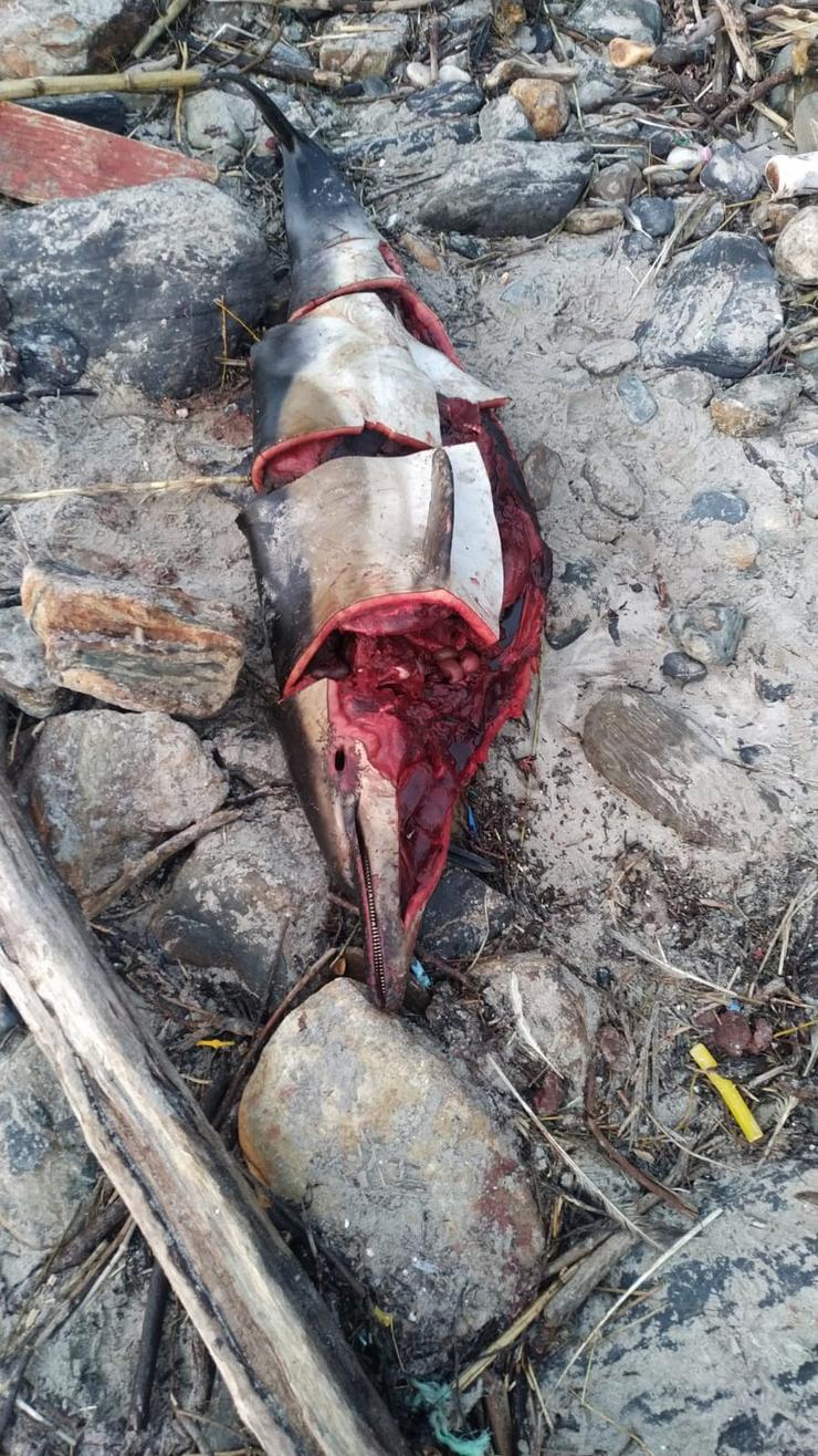 Delfín achado morto nunha praia de Sanxenxo.. CONCELLO DE SANXENXO 