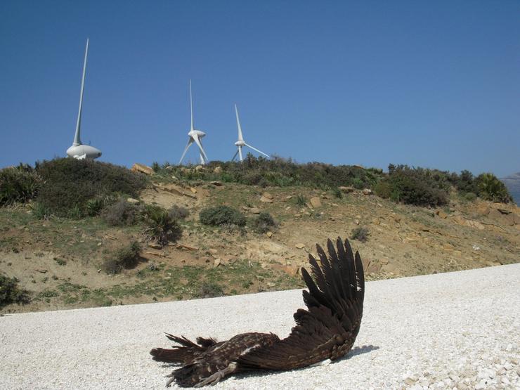 Arquivo - Estudo da UPO sobre parques eólicos e aves. UPO - Arquivo / Europa Press