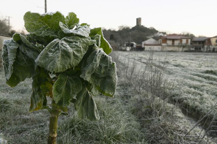 Vexetación afectada polas xeadas no concello de Sandiás 