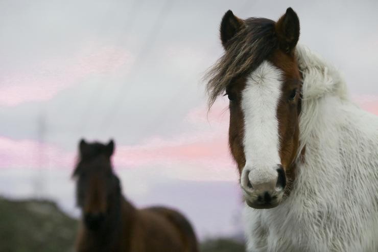 Cabalos salvaxes, ou bestas, na Serra do Xistral 