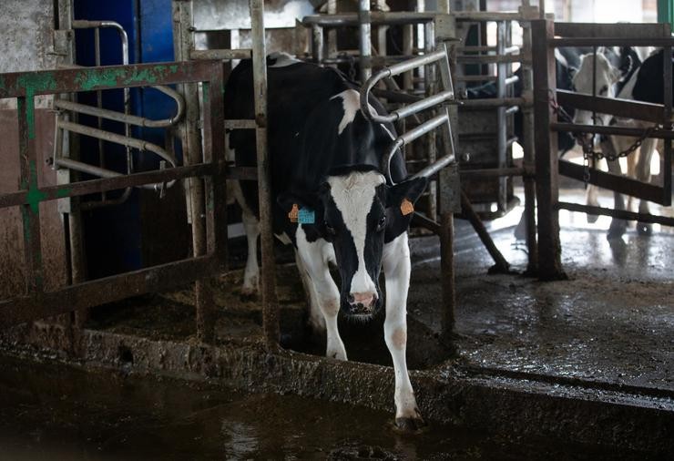 Unha vaca leiteira, da raza bovina frisoa, nas instalacións dunha granxa 