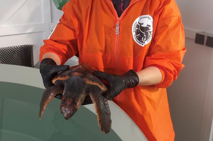 A tartaruga Ferdylan recupérase en Galicia antes de regresar ao mar.. XUNTA / Europa Press