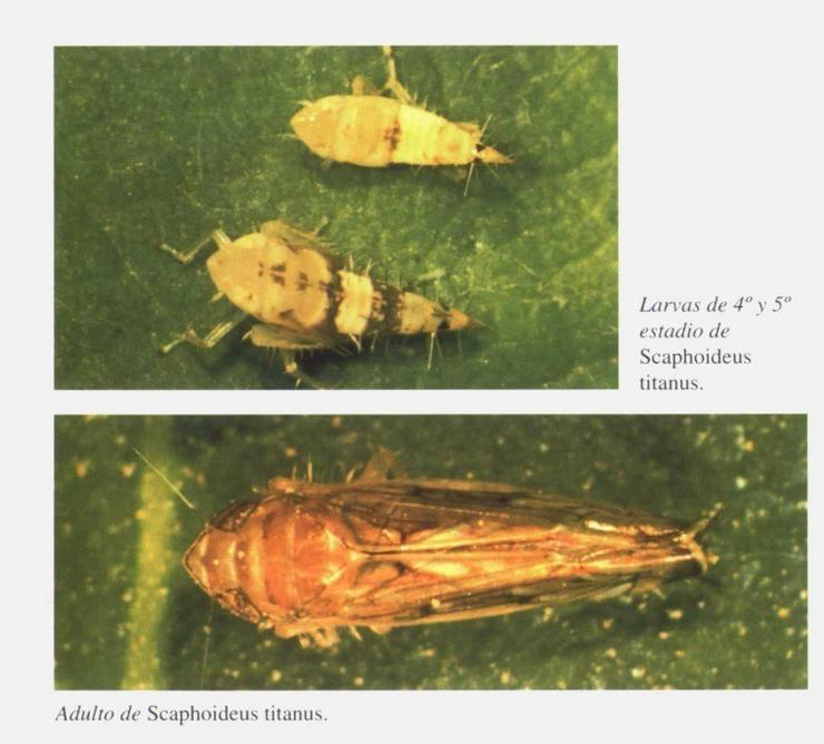 Exemplares do insecto 'Scaphoideus titanus', causante da praga da flavescencia dourada da vide. MINISTERIO DE AGRICULTURA 