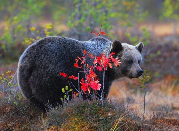 Exemplar de oso pardo 