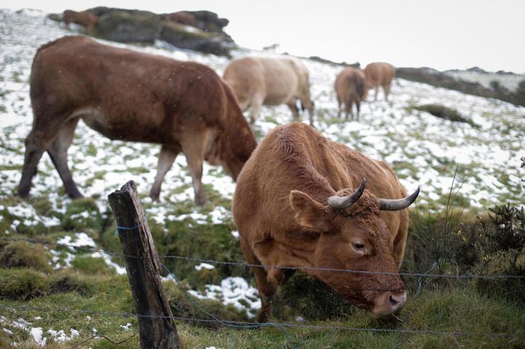 Varias vacas pastan na Sierra do Xistral, en Abadín