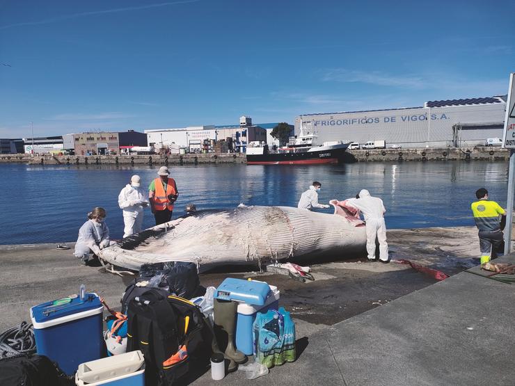 Exemplar de cría de balea común, que apareceu morta preto do dique da terminal de Bouzas, no Porto de Vigo 