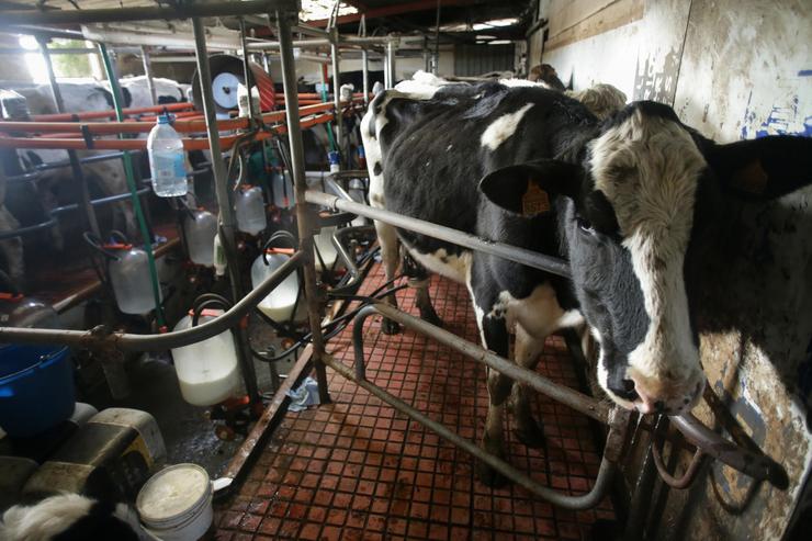 Arquivo - Unha vaca durante o ordeño na gandaría Bértolos e Serranos, a 19 de febreiro de 2023, en Macedo, Friol, Lugo, Galicia.. Carlos Castro - Europa Press - Arquivo 