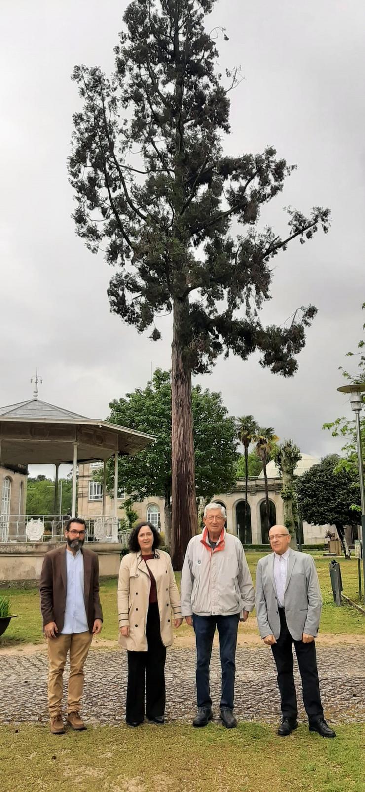 Novas incorporacións ao catálogo de árbores singulares en Mondariz Balneario.. XUNTA / Europa Press