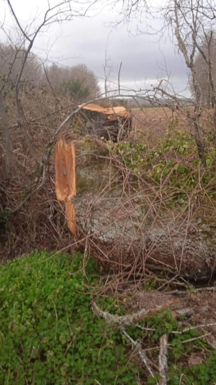 'Arboricido' na Carballa da Rocha