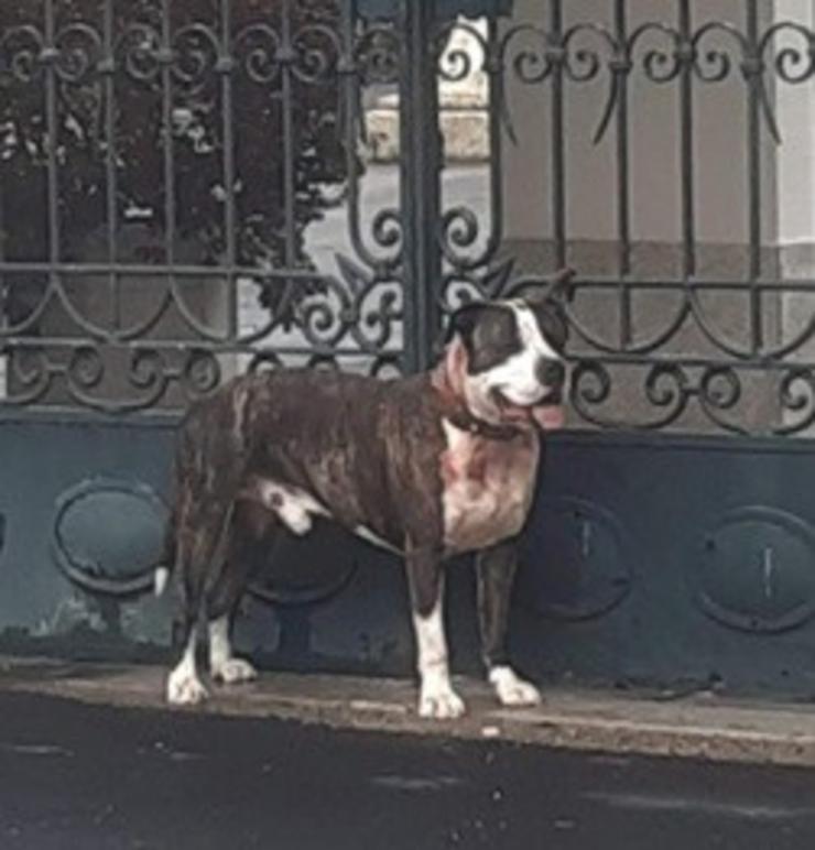 O can que atacou ao seu dono en Lugo / POLICÍA LOCAL DE LUGO - Europa Press