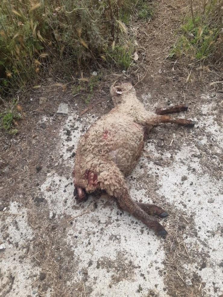 Un can ataca a un rabaño de ovellas en Lugo, causando a morte dun cordeiro / POLICÍA LOCAL - Europa Press