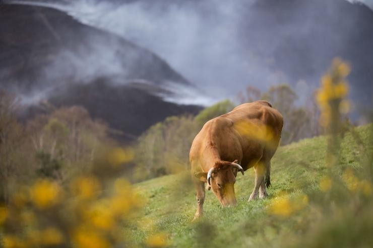 Unha vaca pasta cun fondo de monte queimado en Ou Sollío, a 30 de marzo de 2023, en O Sollío, Baleira 