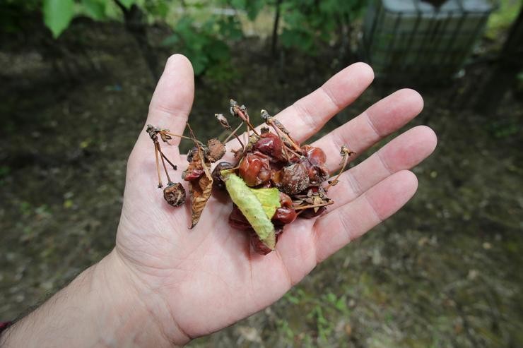 Un produtor mostra acios de cereixas estragadas tras as choivas en Líncora, a 12 de xuño de 2023, en Líncora, Chantada, Lugo, Galicia (España). As variedades tardías de cereixa víronse moi afectadas polas fortes e abundantes treboadas caídas. Carlos Castro - Europa Press 