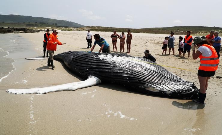 Voluntarios de Protección Civil de Ferrol e da Coordinadora para ou Estudo dous Mamíferos Mariños (CEMMA) examinan un exemplar de balea amolada que quedou varada na praia de Marmadeiro, a 27 de xuño de 2023, en Ferrol / Raúl Lomba