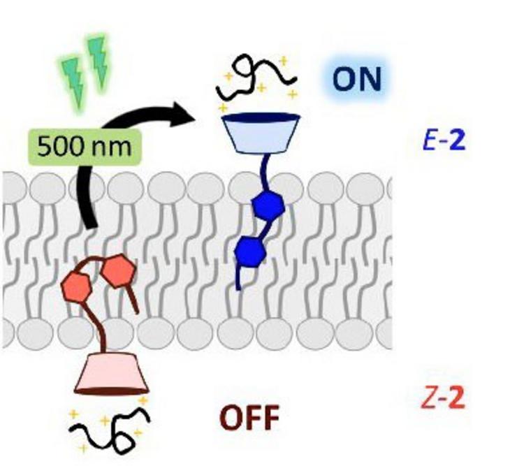 Investigadores da USC deseñan novos compostos para o transporte de biomoléculas ao interior celular mediante luz. CIQUS / Europa Press