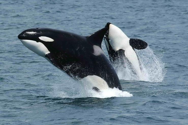 Parella de orcas / NOAA - Arquivo 