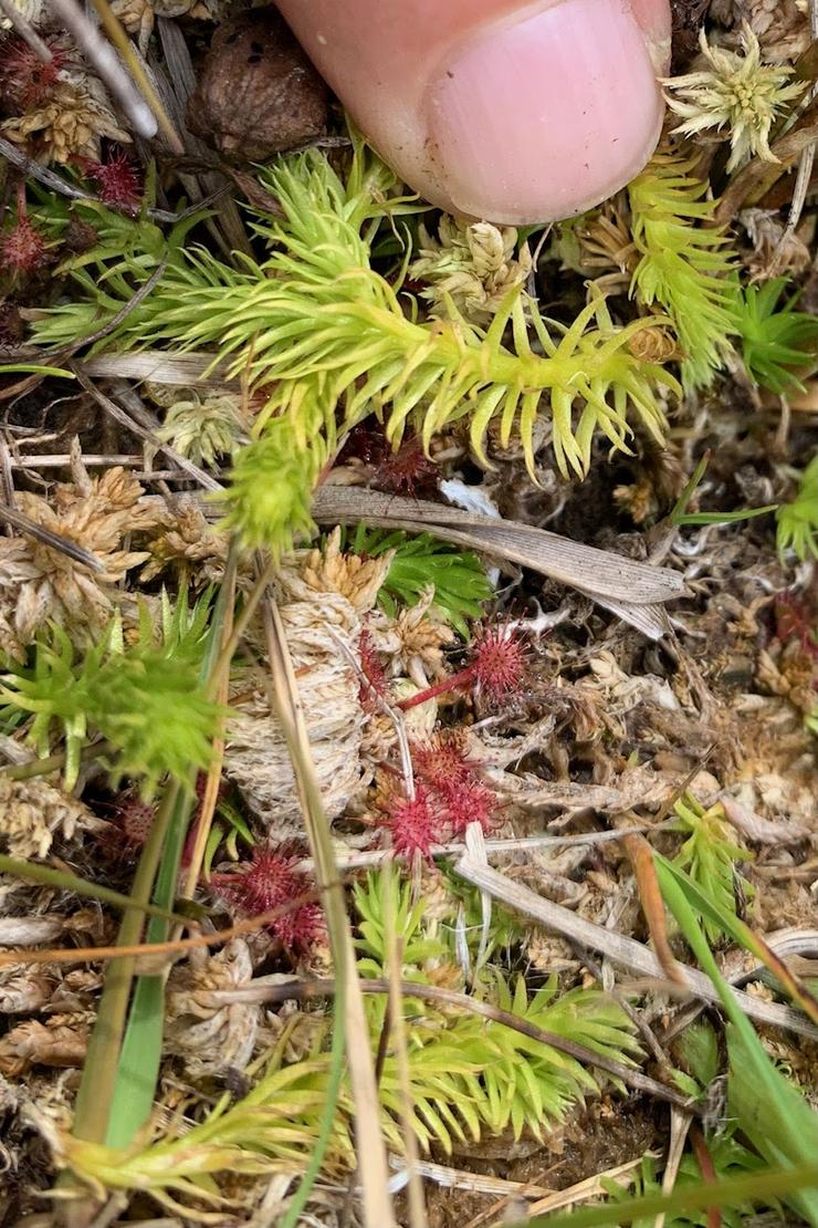 Unha das poboacións máis importantes da Península Ibérica do fento Lycopodiella inundata, en perigo de extinción, pode desaparecer de Galicia / Adega