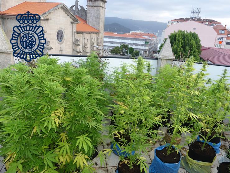 Marihuana / POLICÍA NACIONAL